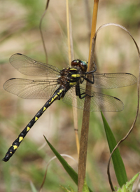 Delta-spotted Spiketail